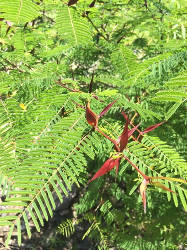 Vachellia campeachiana, photograph 2