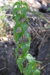 Cistus populifolius
