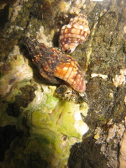 Cominella quoyana