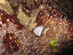 Siphonaria australis