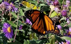 Danaus plexippus