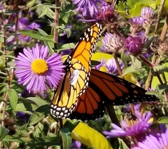 Danaus plexippus