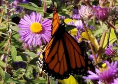 Danaus plexippus