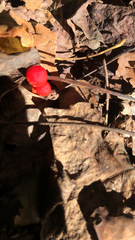 Sarcoscypha occidentalis