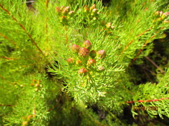 Serruria foeniculacea