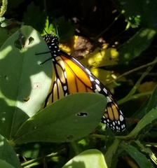 Danaus plexippus