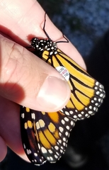 Danaus plexippus