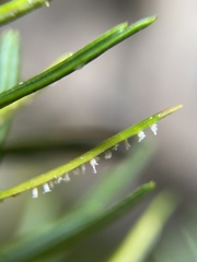 Uredinopsis pteridis