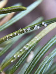 Uredinopsis pteridis