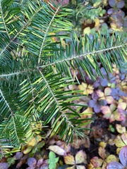 Uredinopsis pteridis