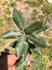 Quercus agrifolia