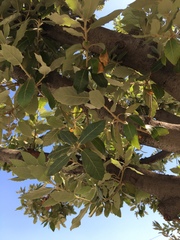 Quercus agrifolia
