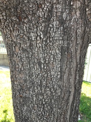 Quercus agrifolia