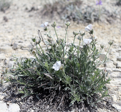 Convolvulus calvertii ruprechtii