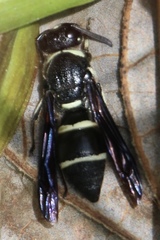 Euodynerus schwarzi