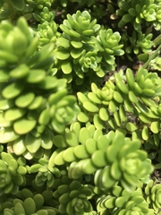 Sedum × luteoviride