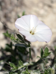 Convolvulus calvertii ruprechtii