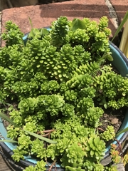 Sedum × luteoviride