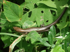 Marisora syntoma