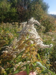 Solidago fallax fallax