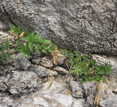 Gentiana septemfida grossheimii