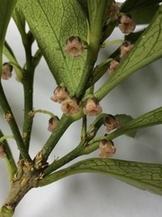 Melicytus chathamicus