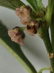 Melicytus chathamicus