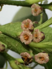 Melicytus chathamicus