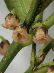 Melicytus chathamicus