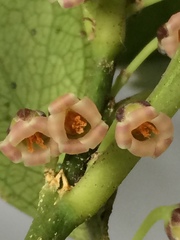 Melicytus chathamicus