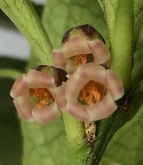 Melicytus chathamicus