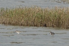 Limosa limosa