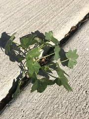 Malva assurgentiflora glabra