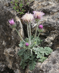 Jurinea ruprechtii