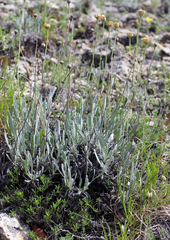 Tanacetum akinfiewii