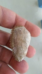 Barbatia