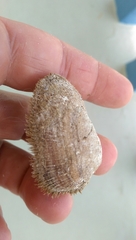 Barbatia