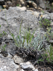 Tanacetum akinfiewii