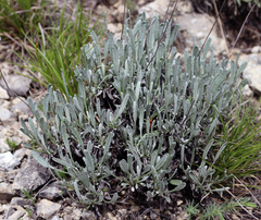 Tanacetum akinfiewii
