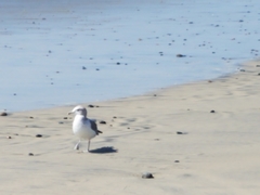 Larus californicus