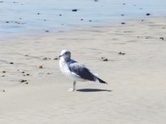 Larus californicus