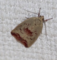 Ageletha elaeodes