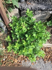 Artemisia vulgaris
