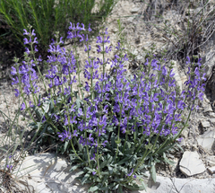 Salvia canescens