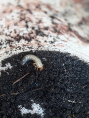 Coleoptera