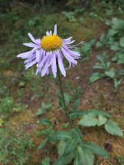 Erigeron peregrinus