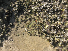 Saccostrea glomerata