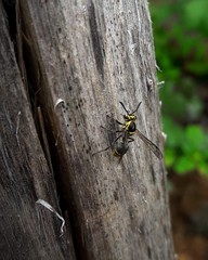 Protonectarina sylveirae