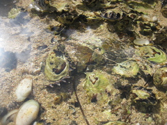 Saccostrea glomerata