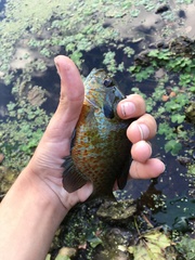 Lepomis auritus × macrochirus